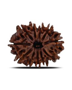 11 Mukhi Rudraksha (Nepal) 24.51 MM