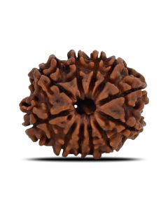 11 Mukhi Rudraksha (Nepal) 23.44 MM