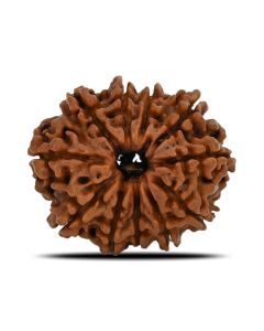 11 Mukhi Rudraksha (Nepal) 22.6 MM