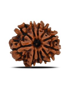 11 Mukhi Rudraksha (Nepal) 21.67 MM