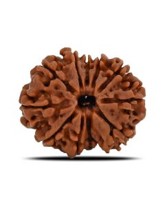 11 Mukhi Rudraksha (Nepal) 23.53 MM