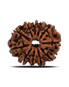 11 Mukhi Rudraksha (Nepal) 23.68 MM