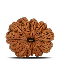 11 Mukhi Rudraksha (Nepal) 31.06 MM