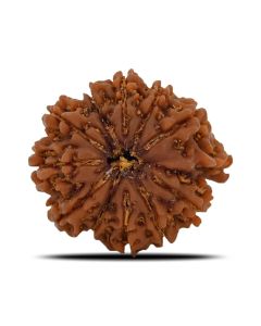 Natural 11 Mukhi Ganesh (Eleven Mukhi) Rudraksha (Nepal) 27.97 M.M.