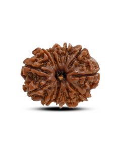 13 Mukhi Rudraksha (Nepal) 23.8 M.M.