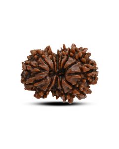 13 Mukhi Rudraksha (Nepal) 27.48 M.M.