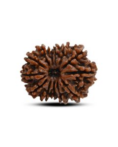 13 Mukhi Rudraksha (Nepal) 24.43 M.M.