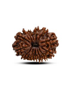 13 Mukhi Rudraksha (Nepal) 24.41 M.M.
