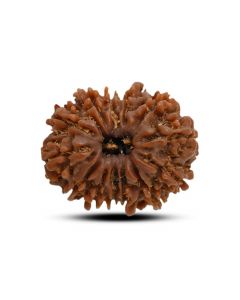 13 Mukhi Rudraksha (Nepal) 24.1 M.M.
