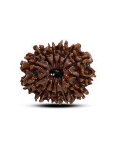 13 Mukhi Rudraksha (Nepal) 23.53 M.M.