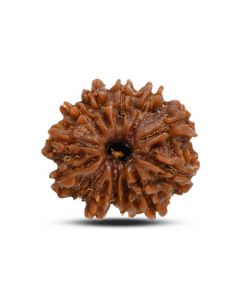 13 Mukhi Rudraksha (Nepal) 22.75 M.M.