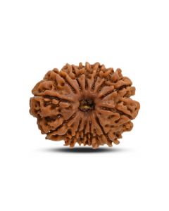13 Mukhi Rudraksha (Nepal) 24.16 M.M.