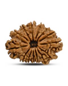 14 Mukhi Rudraksha 27.01 M.M.