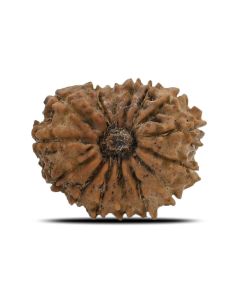 15 Mukhi Rudraksha (Nepal) 21.44 MM