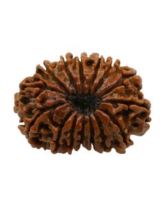 15 Mukhi Rudraksha (Nepal) 24.6 MM