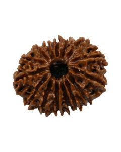 15 Mukhi Rudraksha (Nepal) 25.3 MM