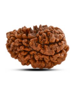 1 mukhi kaju shape Indian Rudraksha 30.52 M.M.