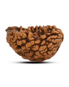 1 mukhi kaju shape Indian Rudraksha 34.68 M.M.