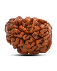 1 mukhi kaju shape Indian Rudraksha 27.07 M.M.