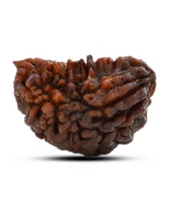 1 mukhi kaju shape Indian Rudraksha 33.02 M.M.