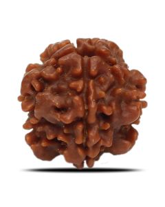 1 Mukhi Rudraksha (Nepal) 17.58 MM