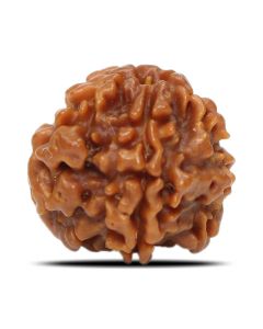 1 Mukhi Rudraksha (Nepal) 17.84 MM