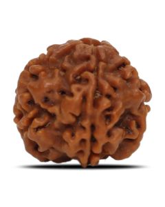 1 Mukhi Rudraksha (Nepal) 19.58 MM