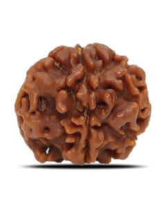 1 Mukhi Rudraksha (Nepal) 18.71 MM
