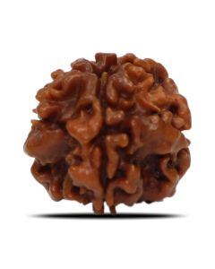 1 Mukhi Rudraksha (Nepal) 20.03 MM