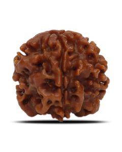 1 Mukhi Rudraksha (Nepal) 18.82 MM