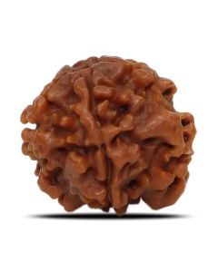 1 Mukhi Rudraksha (Nepal) 18.93 MM