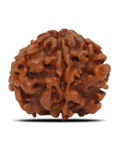 1 Mukhi Rudraksha (Nepal) 19.92 MM