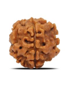 1 Mukhi Rudraksha (Nepal) 17.7 MM