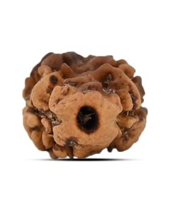 2 Mukhi Rudraksha (Nepal) 15.8 MM