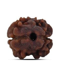 2 Mukhi Rudraksha (Nepal) 14.96 MM