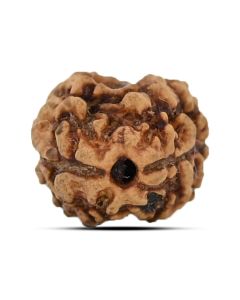 2 Mukhi Rudraksha (Nepal) 15.78 MM