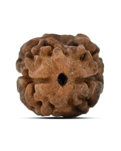 2 Mukhi Rudraksha (Nepal) 15.1 MM