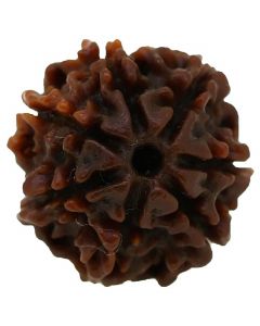 7 Mukhi Rudraksha (Nepal)