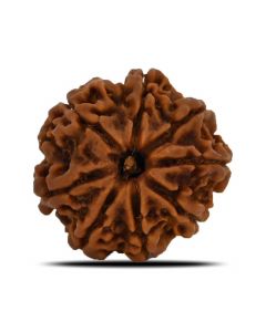 8 Mukhi Rudraksha (Nepal) 23.54 MM 