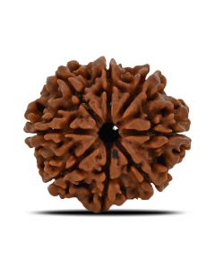 8 Mukhi Rudraksha (Nepal) 28.15 MM 