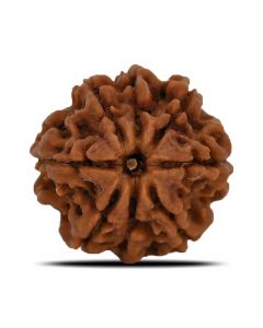 8 Mukhi Rudraksha (Nepal) 23.33 MM