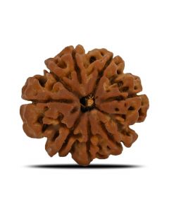 8 Mukhi Rudraksha (Nepal) 25.04 MM