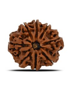 8 Mukhi Rudraksha (Nepal) 23.93 MM