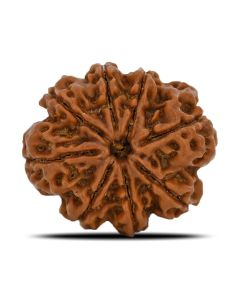 8 Mukhi Rudraksha (Nepal) 24.95 MM 