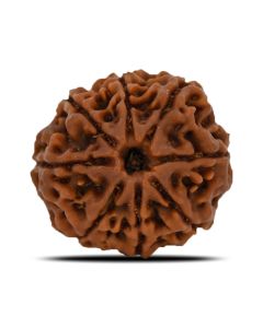 8 Mukhi Rudraksha (Nepal) 23.19 MM 