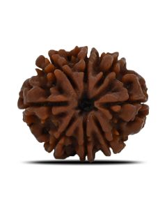 8 Mukhi Rudraksha (Nepal) 23.69 MM 