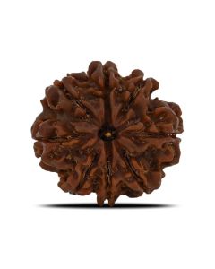 8 Mukhi Rudraksha (Nepal) 23.37 MM 