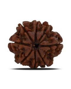 8 Mukhi Rudraksha (Nepal) 23.43 MM 