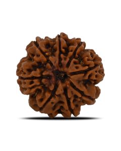 8 Mukhi Rudraksha (Nepal) 23.15 MM 