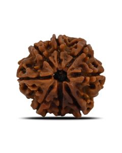 8 Mukhi Rudraksha (Nepal) 23.92 MM 
